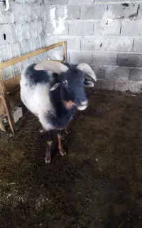 نر تخمی بور