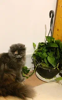 پرشین عقیم شده