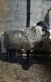 گوسفند رومانوف