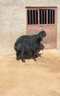 قوچ