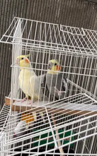 عروس هلندی