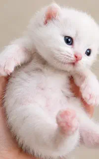 بچه گربه های ناز آماده واگذاری و رزرو