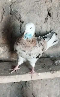 کبوترشازده و گوباش