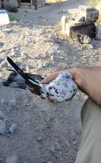 کفتر تهرانی