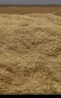 گاه کندم نرم نرم