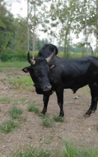 ورزا گاو نر