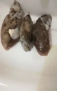 طعمه ماهیگیری مرکب