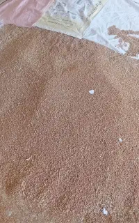 گندم تمیز سالم