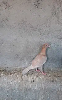 کبوتر