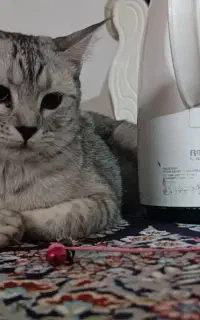 واگذاری گربه