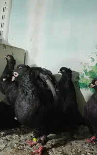 کبوتر زاغ تزئینی