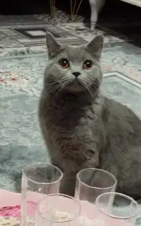 گربه اسکاتیش بلو