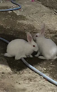 بچه خرگوش آشتی چشم آلبالویی