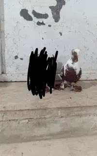 ککیلی