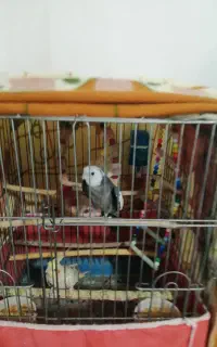 عروس هلندی