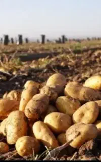سیب زمینی درجه یک لوکس آگیریا