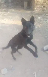 سگ بلک