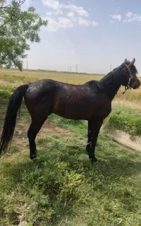 اسب عرب کرد