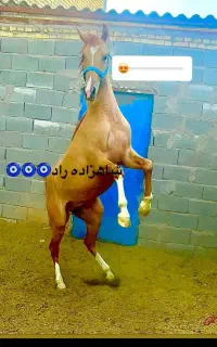 اسب درشور
