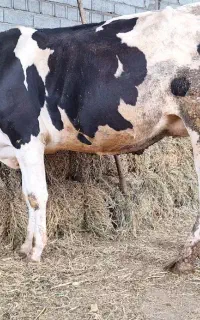 یک راس گاو شکم اول با گوساله سیمنتال