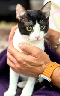 واگذاری گربه بومی