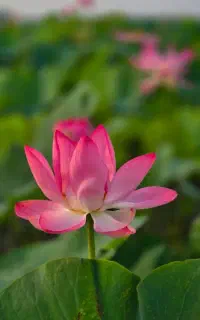 قایق سواری در تالاب انزلی بدون دلال