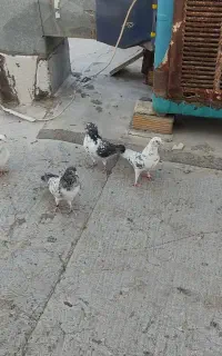 کفتر پرشی