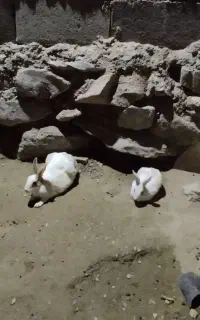 خرگوش