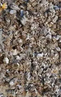 فروش مخلوط کودخشک(مرغ وبلدرچین)