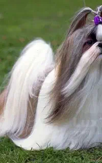 سگ پیدا شده