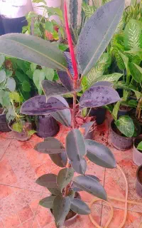 حراج واقعی فقط وفقط ۱۹۵تومان همه مدل های داخل آگهی