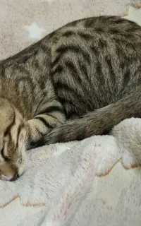 واگذاری بچه گربه