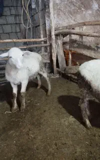 3عدد بره ماده رومن