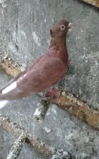 یک دسته جوجه آلمانی و دورگ ناجلد