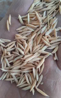 شالی‌فجر۹۰روزه