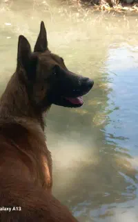 سگ مالینویز با شناسایی نامه