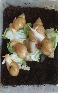 حلزون تراپی