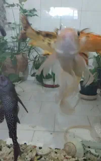 ماهی کوی. گربه ماهی و کوسه ماهی