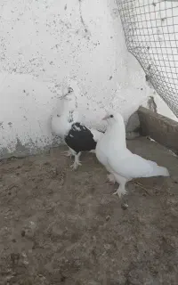 کبوتر مولد