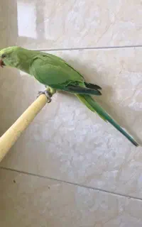 طوطی معاوضه