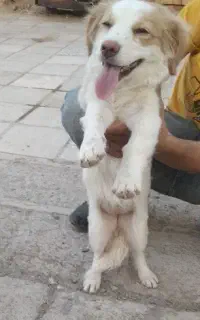 سگ بسیار کوچولو و بامزه