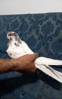 کفتر نر کله دار شمرونی اصیل عتیقه.