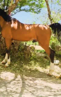 سیلمی دره شوری جهت کشش، فوق دمگیر