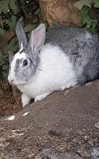 خرگوش