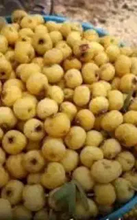 زال زالک تازه