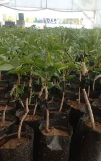 نهال پسته پیوندی