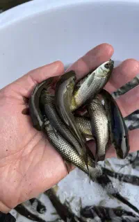حراج به مدت محدود ک.پور آمور