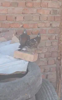 کبوتر مگس دودی