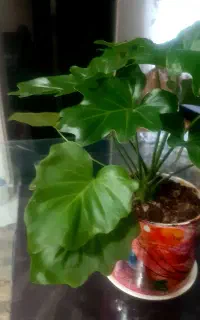 گل طبیعی فوری فروش