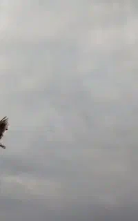 کبوتر